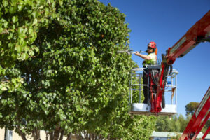 How Much Is Tree Removal Near Me